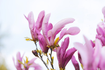 Photo of a branch with blossom fowers, pink fresh flowers