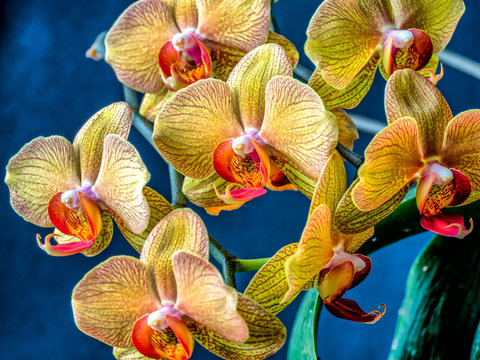 Dendrobium orchid flower