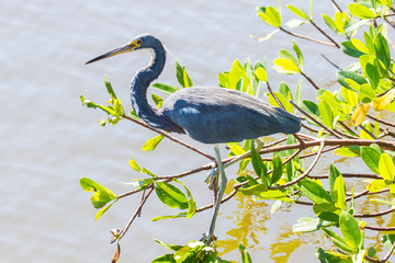 Amerikanischer Graureiher 29