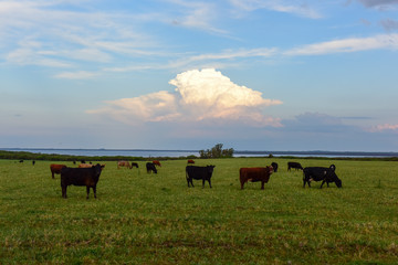 Cows raised with natural grass, Argentine meat production