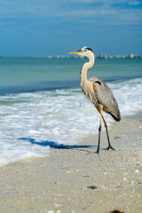 Great Blue Heron