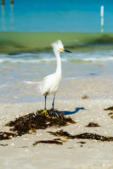 Beach Snowy Egret