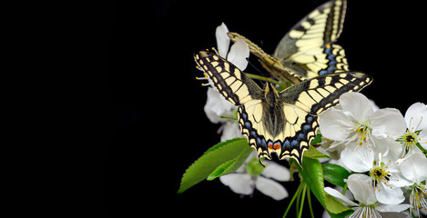 Beautiful butterflies sitting on a flowers isolated on black. Butterflies and flowering branch of...
