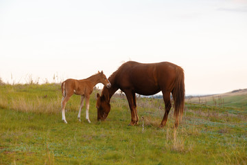 Naklejka na ściany i meble Animals concept, photo of a little baby foal and mother eating grass