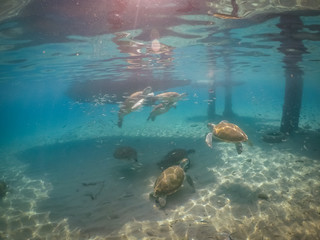 Naklejka na ściany i meble Swimming with turtles views around the Caribbean island of Curacao