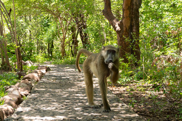 Funny monkey in Sambia