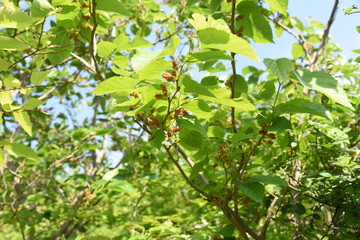 Mulberry berries / The leaves are silkworm bait.