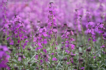 Erysimum, wallflower, a genus of flowering plants in the cabbage family