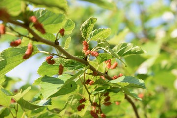 Mulberry berries / The leaves are silkworm bait.