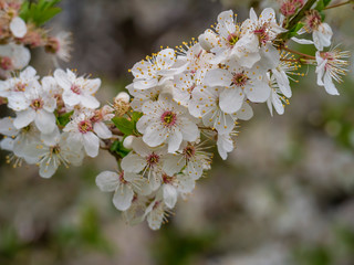 Apple tree branch in full bloom. Spring season. Concept My garden