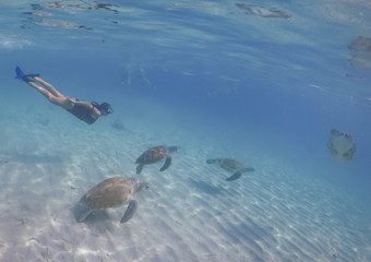 Fototapeta premium Swimming with turtles views around the Caribbean island of Curacao