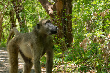 Baboon looking for something