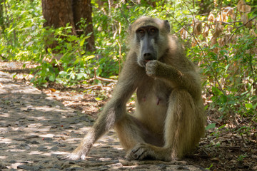 Baboon eating something