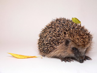 Igel / Erinaceidae / Ёж