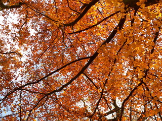 Herbst