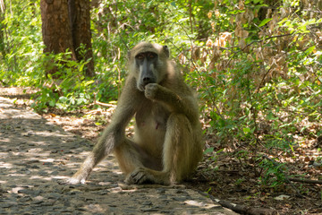 Baboon at Victoria Falls