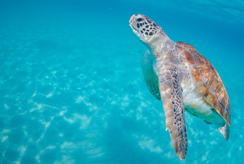  Swimming with turtles  views around the Caribbean island of Curacao