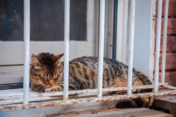 Cute and beautiful cat sitting, resting or sleeping on the window grid in Istanbul, Turkey. 