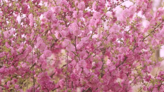 Spring. closeup of flowering tree with pink flowers