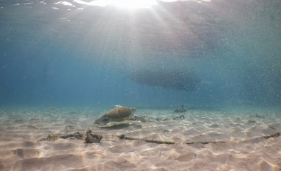  Swimming with turtles  views around the Caribbean island of Curacao