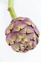 Fototapeta premium A single artichoke flower on a white background