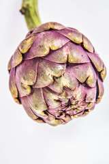 Obraz premium A single artichoke flower on a white background