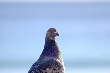 Portrait of a rock-dove.