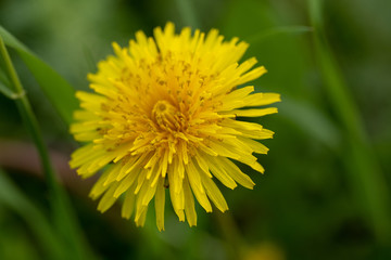 Close up of single illuminated yellow dandelion in the green grass	