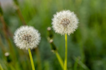 Bloomed dandelion in nature grows from green grass. Old dandelion closeup. Nature background of dandelions in the grass. Green nature background. Nature. Close up background nature of dandelion seeds.