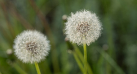 Bloomed dandelion in nature grows from green grass. Old dandelion closeup. Nature background of dandelions in the grass. Green nature background. Nature. Close up background nature of dandelion seeds.