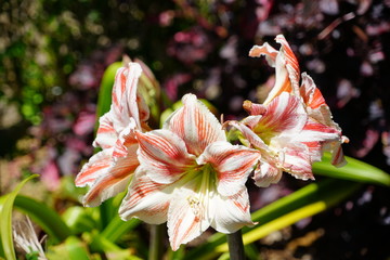 Close up with Madeira specific flowers in a summer day