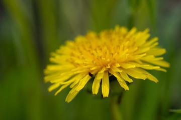 Close up of single illuminated yellow dandelion in the green grass