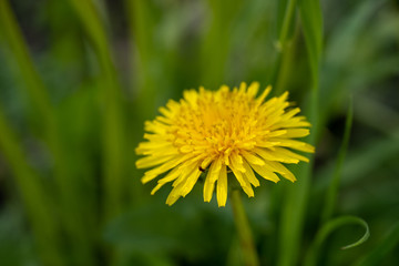 Close up of single illuminated yellow dandelion in the green grass