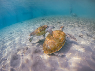  Swimming with turtles  views around the Caribbean island of Curacao