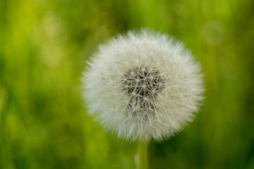 Obraz premium Bloomed dandelion in nature grows from green grass. Old dandelion closeup. Nature background of dandelions in the grass. Green nature background. Nature. Close up background nature of dandelion seeds.