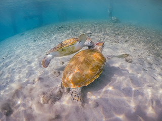  Swimming with turtles  views around the Caribbean island of Curacao