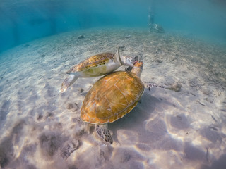  Swimming with turtles  views around the Caribbean island of Curacao