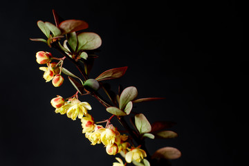 A branch of a flowering barberry on a dark background. Close-up, Selective Focus