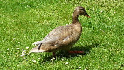canard