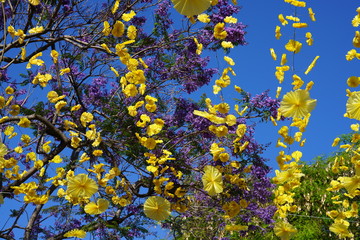 Close up with Madeira specific flowers in a summer day