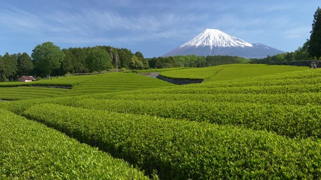 富士山と新茶の茶畑, 静岡県富士市の大渕笹場