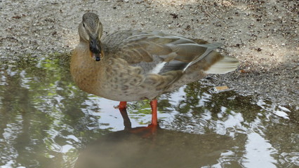 canard