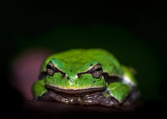 rzekotka drzewna w naturalnym otoczeniu