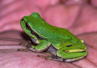 rzekotka drzewna na dłoni