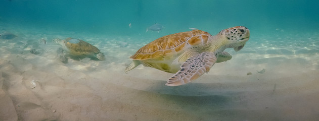  Swimming with turtles  views around the Caribbean island of Curacao