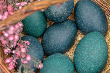 Green emu eggs in the basket. Selective focus.