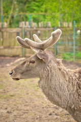 Deer in the zoo. Close up.