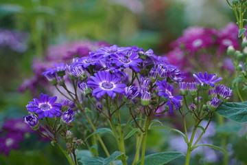 Close up with Madeira specific flowers in a summer day