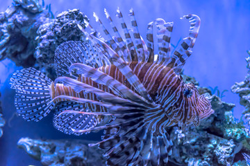 Fototapeta na wymiar Common Lionfish (Turkeyfish, Red Lionfish) - Pterois volitans on a tropical coral reef