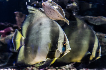 a small fishing port in northern Taiwan, a fishing port in Peace Island, a floating puffer fish in...